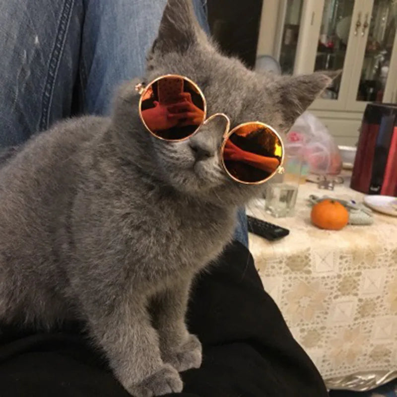 PawShades™ – Stylish Sunglasses for Pets